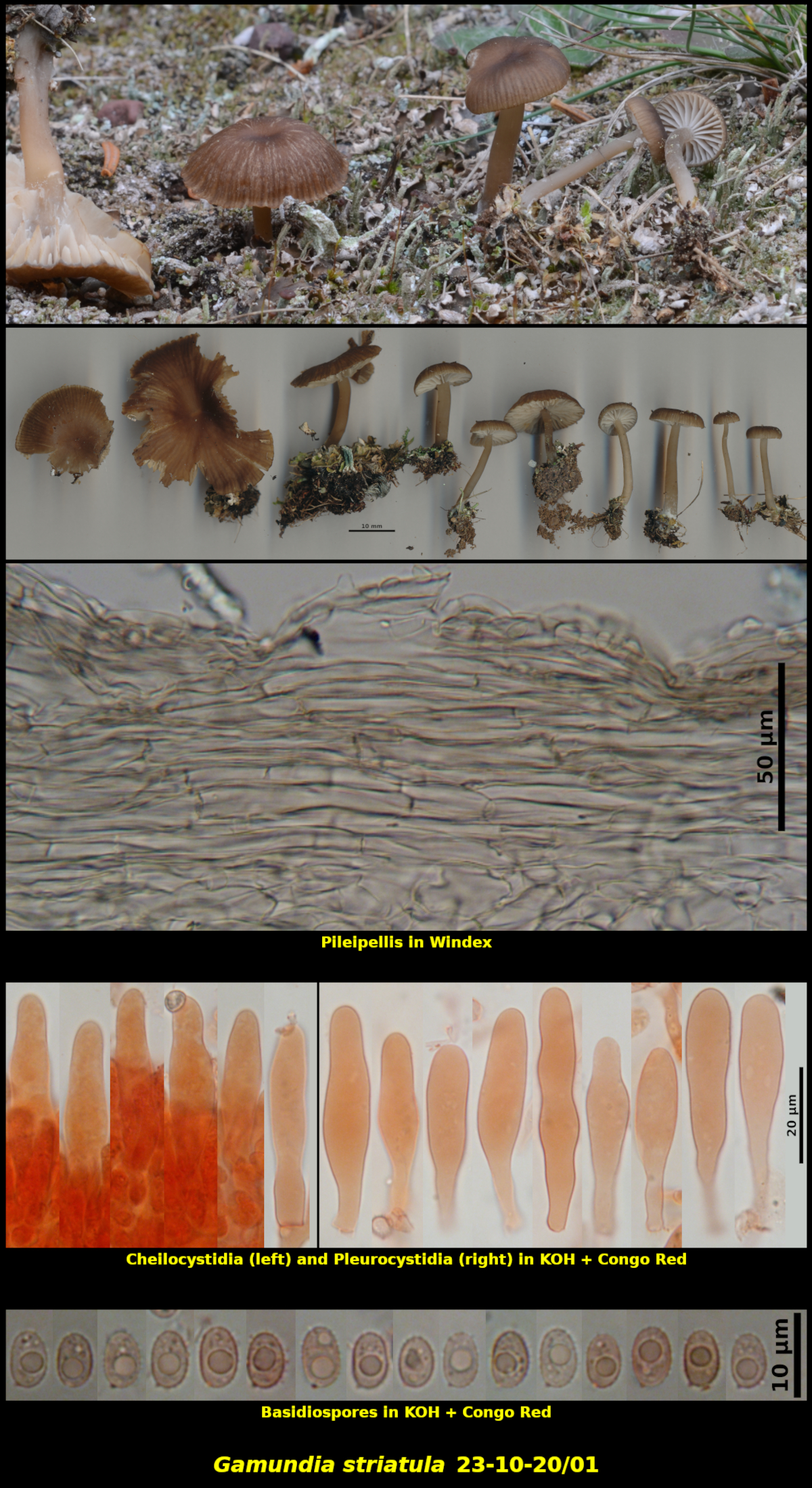Picture of <i>Gamundia striatula 23-10-20/01-composite</i>